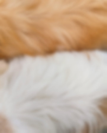Blurred of dog fur background or texture