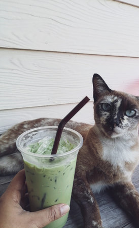 Green tea milk and catの写真素材