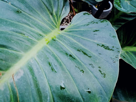 Beautiful of green tropical leaves