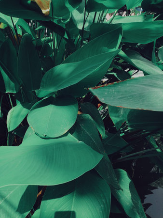 Beautiful of green tropical leaves