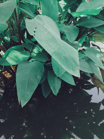 Beautiful of green tropical leaves