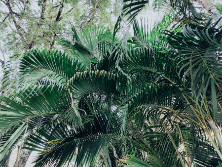 Beautiful of green tropical leavesの写真素材