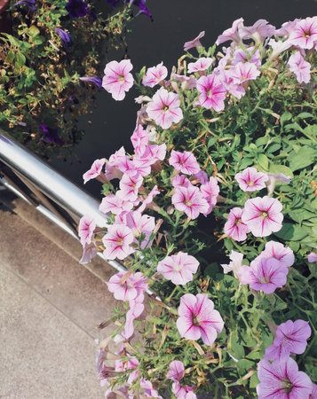 Beautiful of pink purple salvia flowers