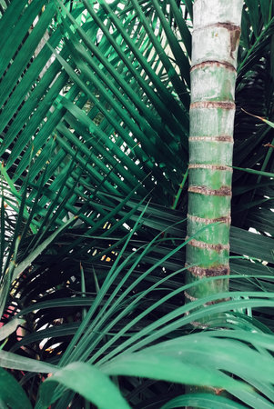 Beautiful of green tropical leaves