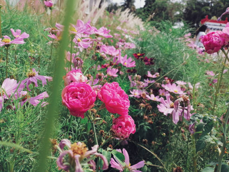 Beautiful of pink cosmos flowers