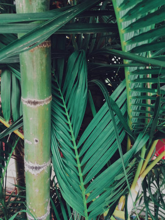 Beautiful of green tropical leaves