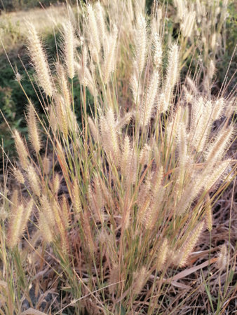 Beautiful of grass spring flower