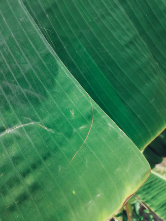 Beautiful of banana tropical leavesの写真素材
