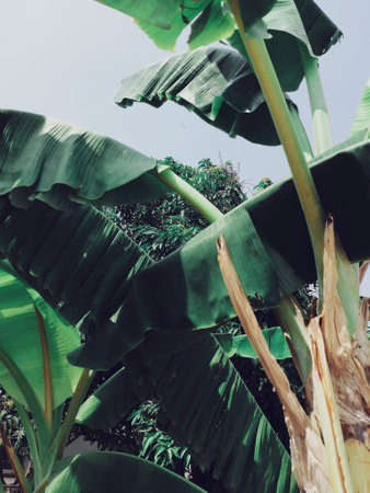 Beautiful of banana tropical treeの写真素材