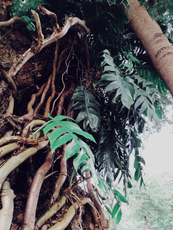 Beautiful of fern tropical leavesの写真素材