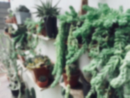 Blurred of cactus plant on the potの写真素材