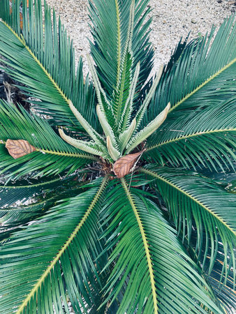 Beautiful of green tropical leavesの写真素材