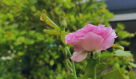 Beautiful of pink rose flowerの写真素材