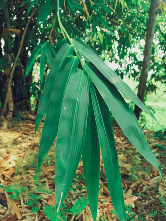 Bamboo tree background or texture