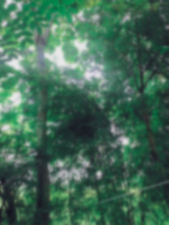 Blurred of bamboo leaves on treeの写真素材