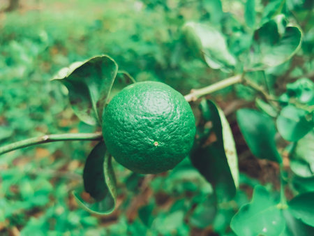 Lime with leaves on tree