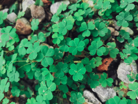 Lucky clover leaves background or textureの写真素材