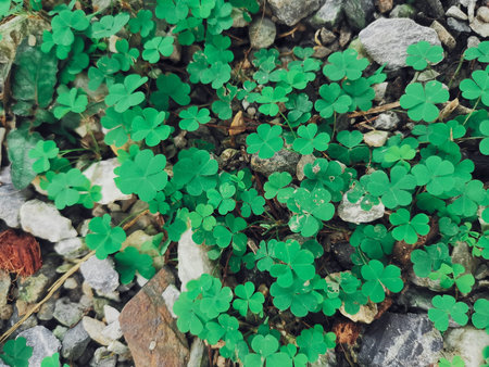 Lucky clover leaves background or texture