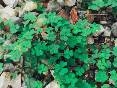 Lucky clover leaves background or textureの写真素材
