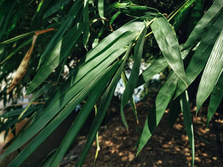 Bamboo leaves on tree with shadowの写真素材