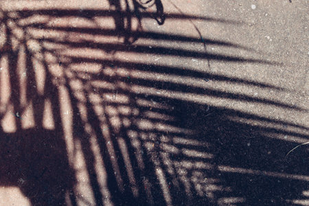 Shadow of palm tropical leavesの写真素材