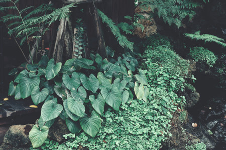 Beautiful of green tropical leavesの写真素材