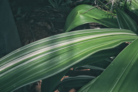 Beautiful of green tropical leavesの写真素材