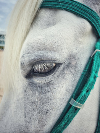 Close-up photograph of a horse's face showcasing its expressive eye and sleek furの写真素材