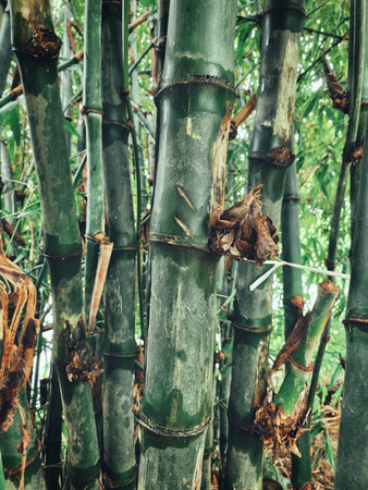 Close up of bamboo tree background or texture