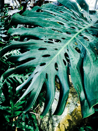 Beautiful of green tropical leavesの写真素材