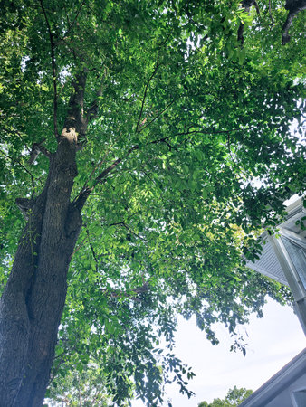 Tree environment in the forest