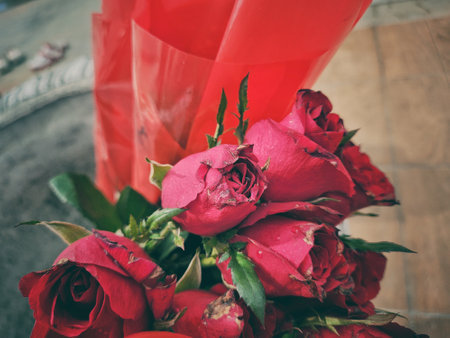 Beautiful of red rose flowers tropical with green leavesの写真素材