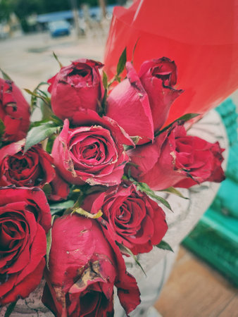 Beautiful of red rose flowers tropical with green leavesの写真素材