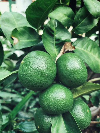 Lime and leavs on tree