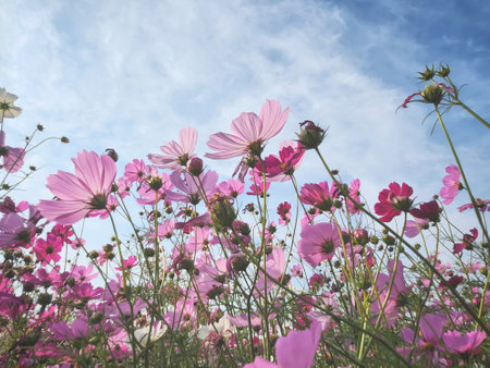 Pink cosmos flowers and leaves in the gardenの写真素材