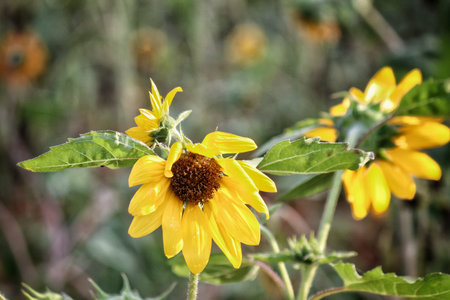 Close up of yellow sunflower and leaves