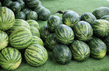 Fresh watermelon summer tropical fruitの写真素材