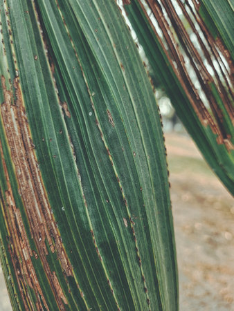 Beautiful of green tropical leaves plant background or textureの写真素材