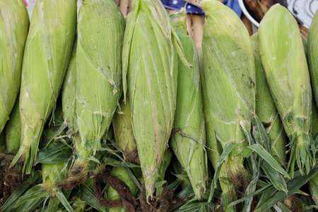 Close up of fresh sweetcornの写真素材