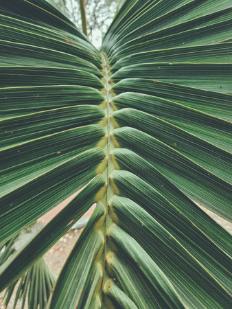 Beautiful of green tropical leaves plant background or texture