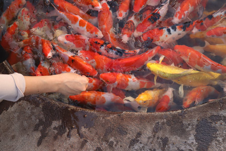 Colorful koi fish swim together in a pond