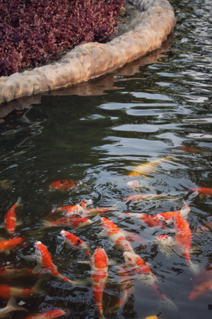 Colorful koi fish swim together in a pondの写真素材