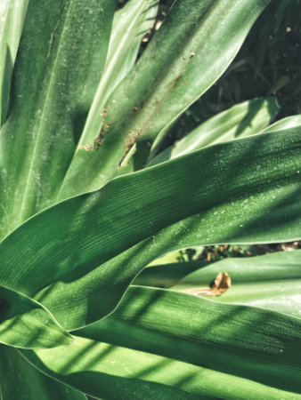 Beautiful of green tropical leaves plant background or textureの写真素材