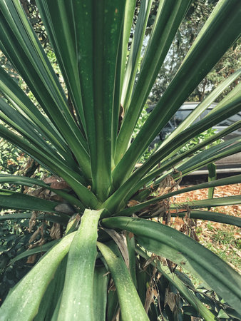 Beautiful of green tropical leaves plant background or texture