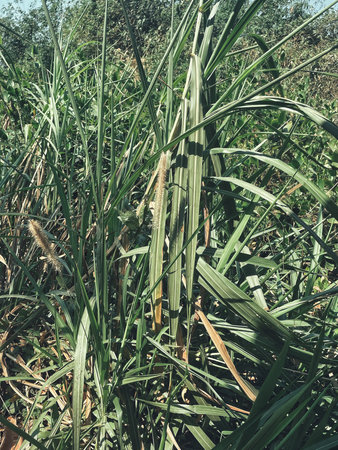 Green vetiver leaves background or texture