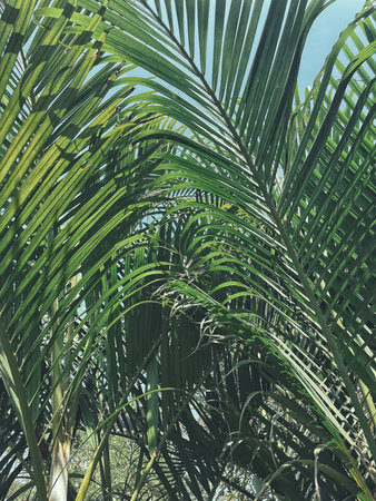Beautiful of green tropical leaves plant background or texture