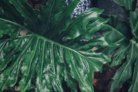 Beautiful of green tropical leaves plant backgroundの写真素材