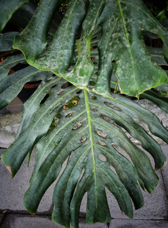 Beautiful of green tropical leaves plant backgroundの写真素材