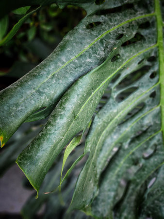 Beautiful of green tropical leaves plant backgroundの写真素材