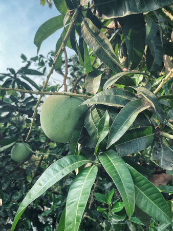Mango fruit and green leaves on treeの写真素材